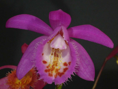 Pleione_Shasta_1500x1000_80KB.jpg