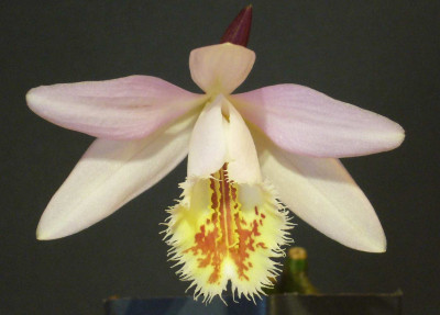 Pleione_Shantung_Silver_Anniversary_1500x1000_80KB.jpg