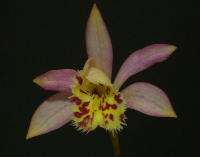 Pleione_Krakatoa_1300x1000_80KB.jpg