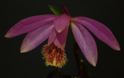 Pleione_Rakata_Locking_Stumps_1500x600_80KB.jpg