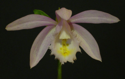 Pleione_Ueli_Wackernagel_Pearl_1500x1000_80KB.jpg