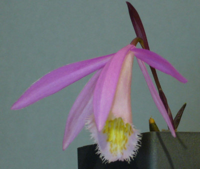 Pleione_Kilauea_Curlew_1500x1000_80KB.jpg