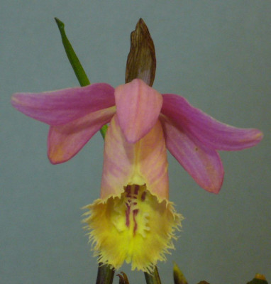 Pleione_Quizapu_Peregrine_1500x1000_80KB.jpg