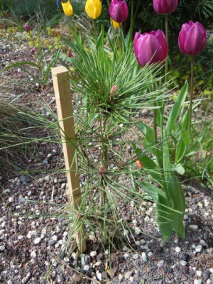 pinus_nigra_ssp_pallasiana_pyramidalis.JPG