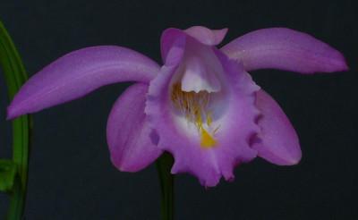 Pleione_aurita_1200x1200_80KB.jpg