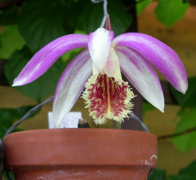 comp_Pleione_Harlequin_Norman_29.04.12.jpg