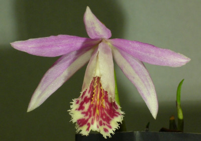 Pleione_Surtsey_12.jpg