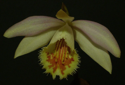 Pleione_Muriel_Harberd_900x900_80KB.jpg