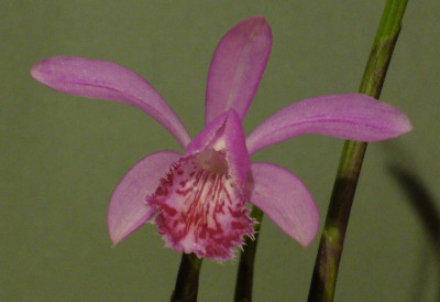 Pleione_Alde_Saran_12_900x900_80KB.jpg