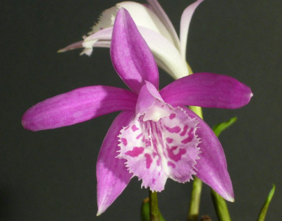 Pleione_x_barbarae_12_a_900x900_80KB.jpg