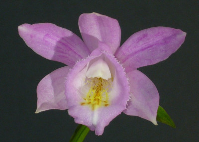 Pleione_Kima_12_900x900_80KB.jpg