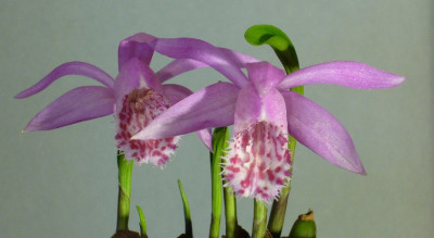 Pleione_bulbocodioides_12_900x900_80KB.jpg