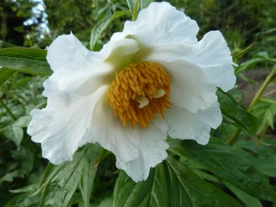 Paeonia_Windflower_welcheP10400071.jpg