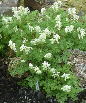 Corydalis_welcher_P10400151.jpg