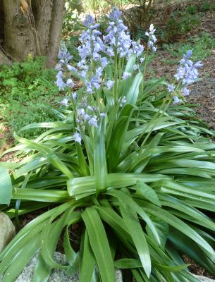 Hyacinthoides_P10400181.jpg