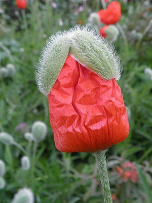 Papaver_Lauffeuer_1_80kib.jpg