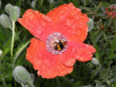 Papaver_Lauffeuer_2_80kib.jpg