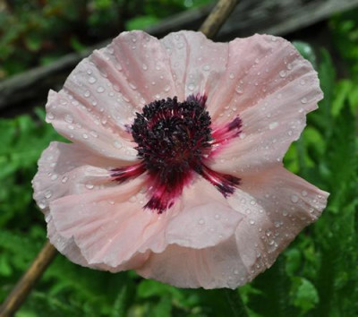 Mohn_12__5309.jpg