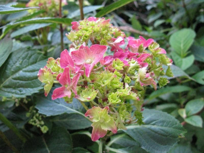 Hydrangea_macrophylla_Parzifal_Gartenpur_Gartenpur.jpg