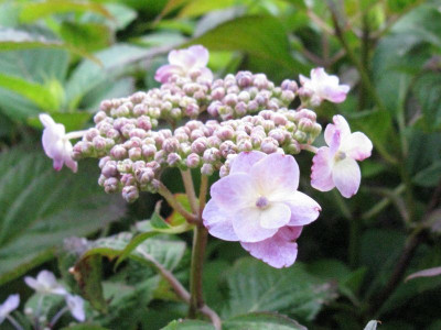 Hydrangea_serrata_Blue_Billow_Gartenpur.jpg