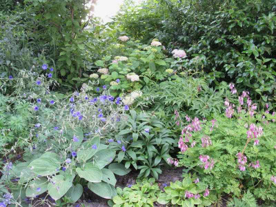 Hydrangea_macrophylla_Dooley_Gartenpur.jpg