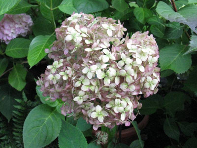 Hydrangea_arborescens_INVINCIBELLE_SPIRIT_Gartenpur.jpg