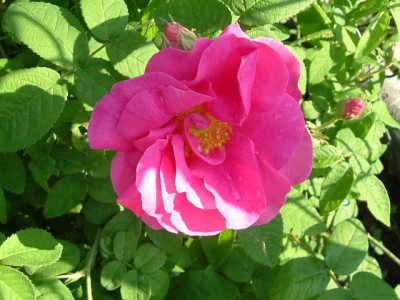 Rosa_gallica_versicolor_kirschrosa_DSCF0851_klein.jpg