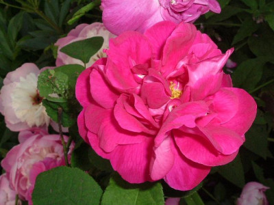 Rosa_Conditorum_klein_DSCF0891.jpg