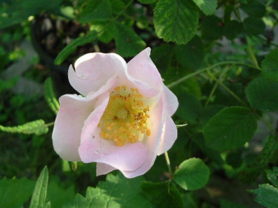 Rosa_Gallica_Pumila_klein_DSCF0860.jpg