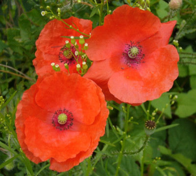 Klatschmohn_A1_800x800_80KB.jpg