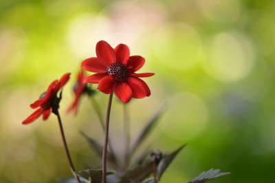 Dahlia-Dracula-Jul2712-2.jpg