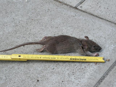 maus-oder-ratte-56.jpg