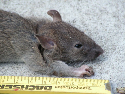 maus-oder-ratte-55.jpg