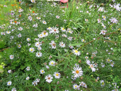 aster_x_versicolor_Altweibersommer_120907.jpg