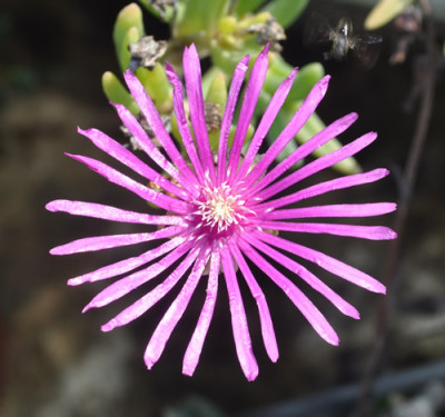 Delosperma_12__2277_1.jpg