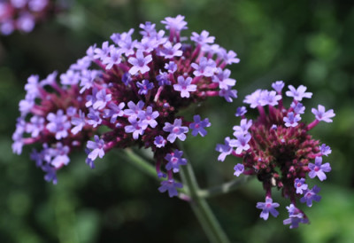 Verbena_12_2297.jpg