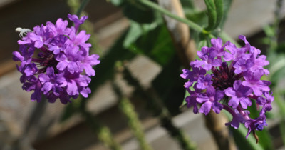 Verbena_12__2302.jpg