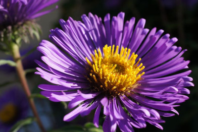 Aster_n.a._Violetta.jpg