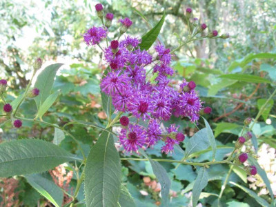 Vernonia_crinita_1024x768.jpg