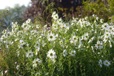 leucanthemella_serot_2012.jpg