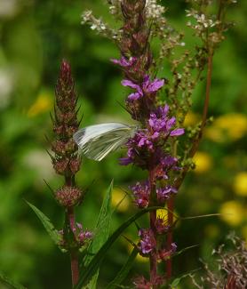 pieris_rapae.JPG