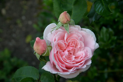 Rose_Kathryn_Morley0610b.jpg