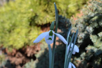 Galanthus_gracilis_1.JPG