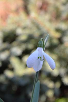 Galanthus_alpinus_1.JPG