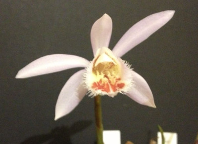 Pleione_Lhasa_Blushes_3-2013_900x900_80KB.jpg