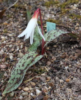 IMG_1689_eErythronium_caucasicum.JPG