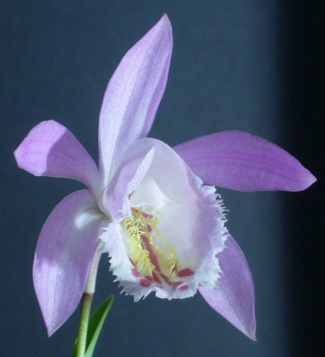 Pleione_Captain_Hook_3-2013_1200x1200_80KB.jpg