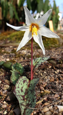 IMG_1695_eErythronium_caucasicum.JPG