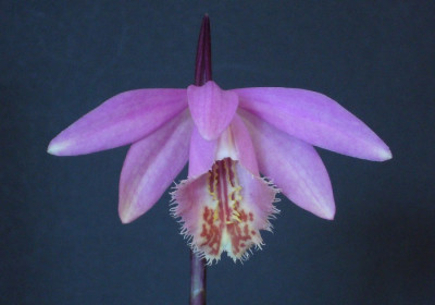 Pleione_Brigadoon_Stonechat_04-2013_900x900_80KB.jpg