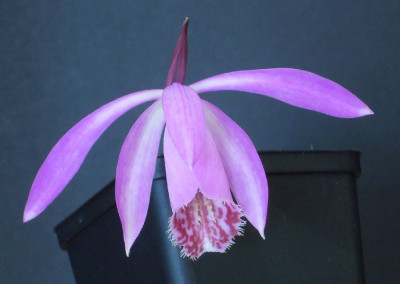 Pleione_Hekla_04-2013_900x900_80KB.jpg